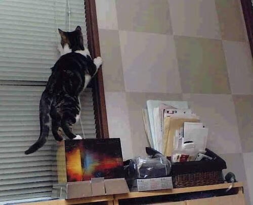 压力下的王者，凯恩爆发引领比利时力克皇马