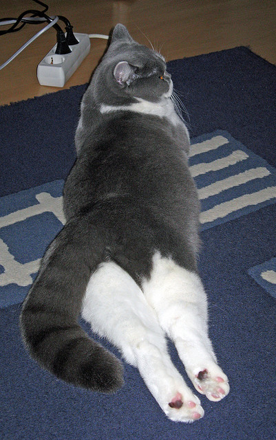 篮网狂胜山西队，米切尔关键先生引领大胜风暴