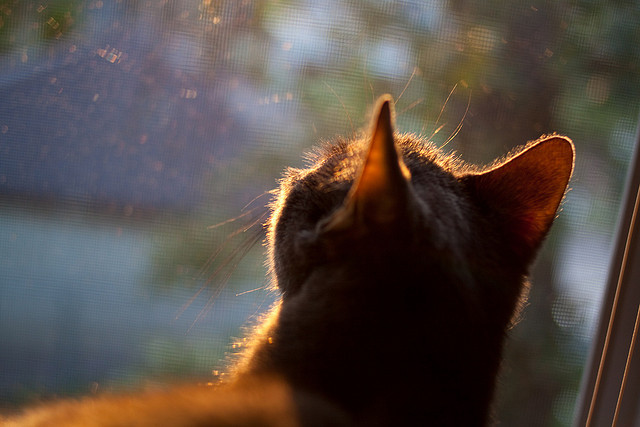 德布劳内节奏掌控艺术,哥斯达黎加绝杀巴黎惊魂夜