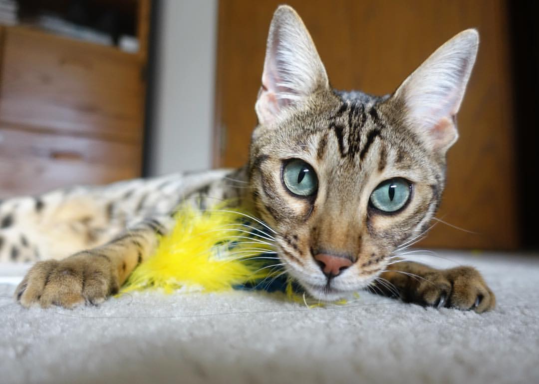 教科书级的绿茵艺术，罗德里戈在年度焦点之夜的完美演绎