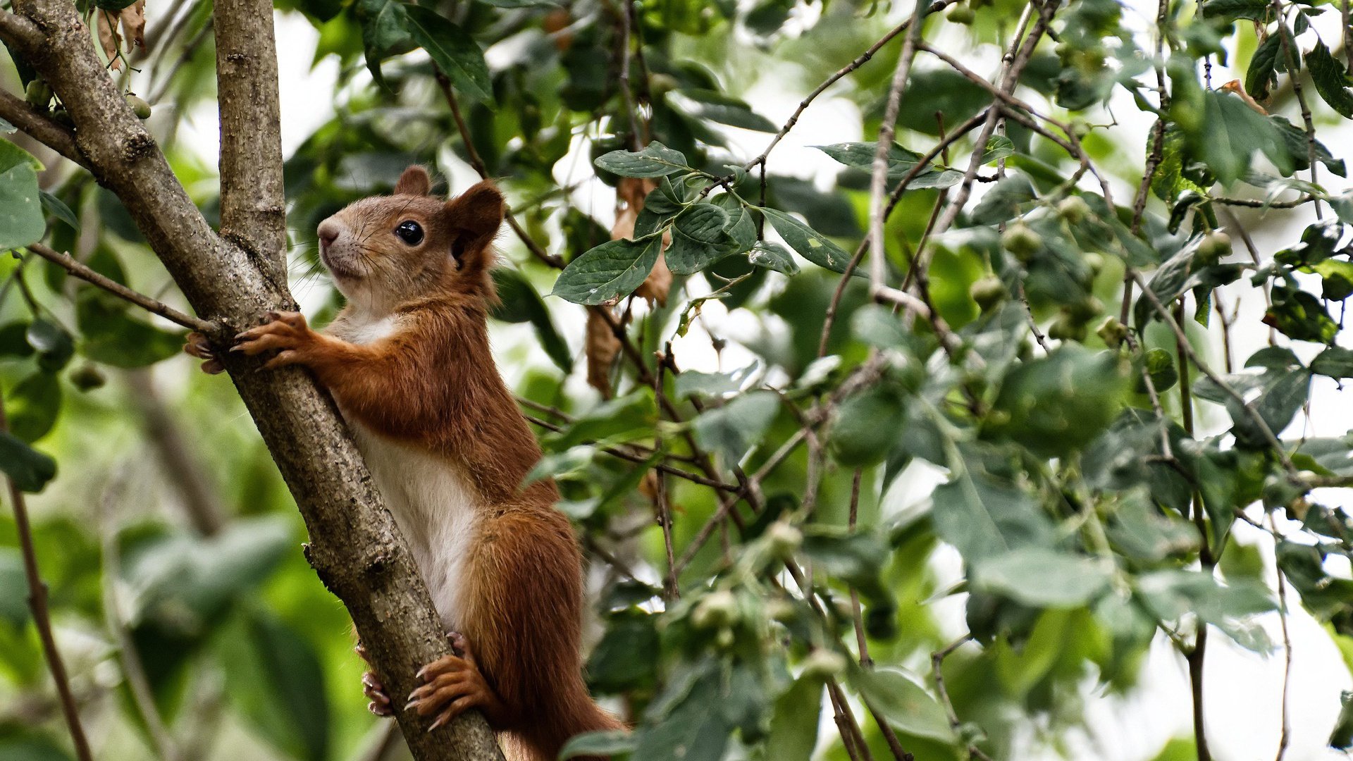 欧冠淘汰赛般的篮球激战，猛龙淘汰活塞的焦点对决