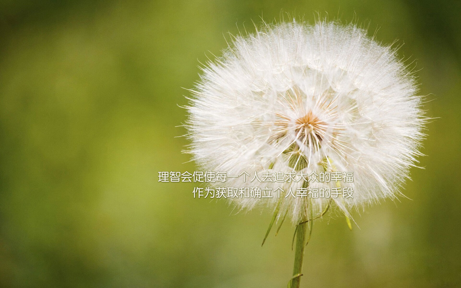 铁血与狂想，萨卡一锤定音，多特蒙德重铸德意志足球荣光