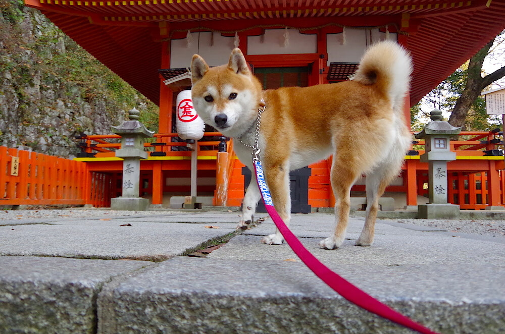 鏖战至终，淬炼锋芒，上海加时险胜老鹰，奥运周期前关键一役的启示