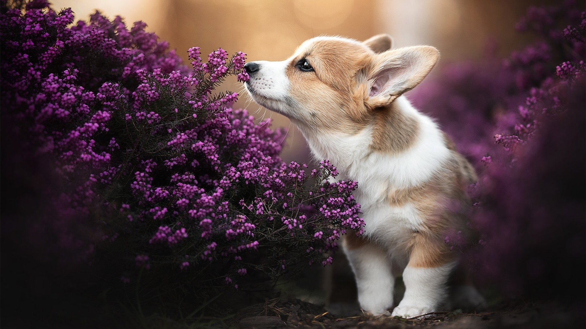 双城记，从法兰西之夜到赫尔辛基之晨—足球世界里弱者如何重写历史