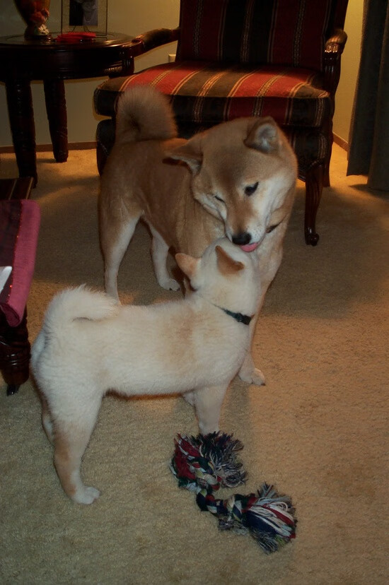 德甲争冠战焦点，德国提前终结悬念与伊拉克的足球启示