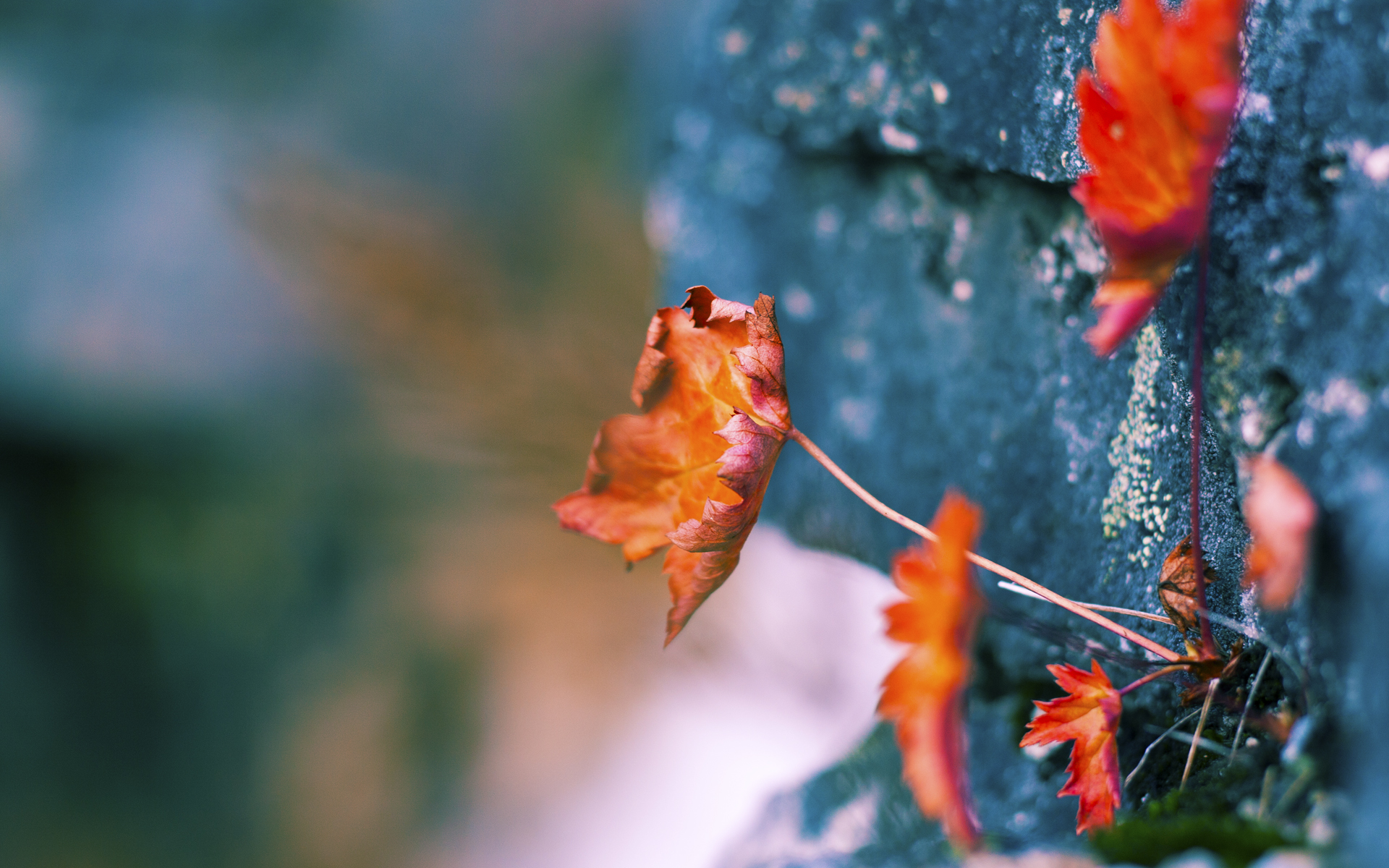 冰与火之歌,当爱德华兹用熔岩浇铸的意志掀翻骑士的铁壁