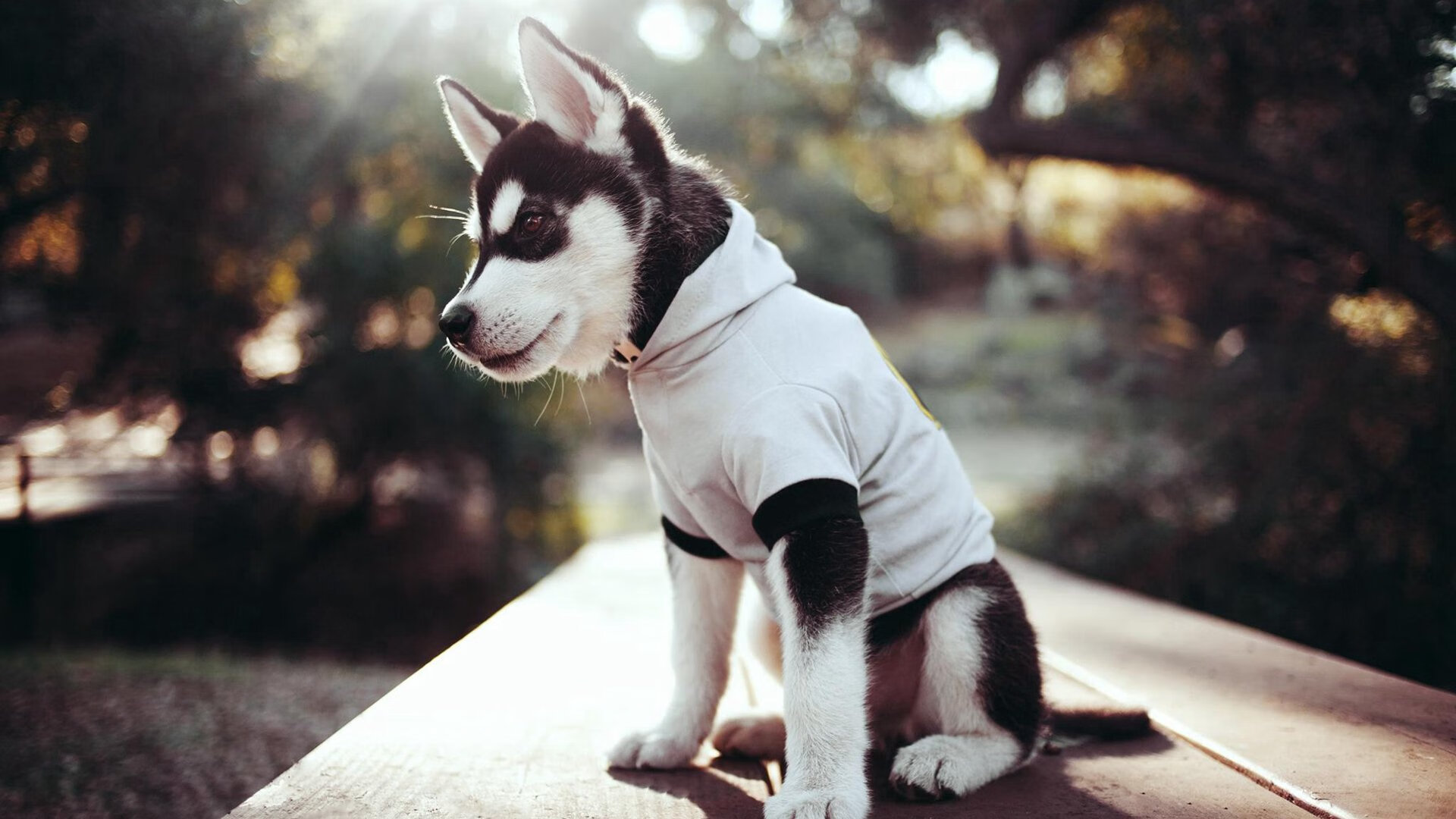 开云体育APP下载-当西亚防线被南太平洋冲垮，本泽马在NBA季后赛的奇幻一夜