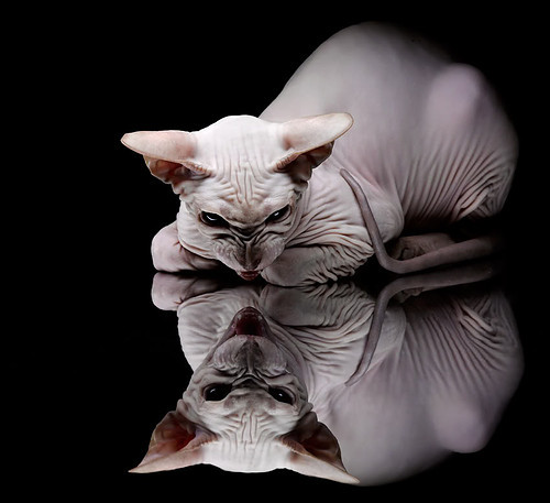 猛龙惊天翻盘鹈鹕，塔图姆关键时刻显神威