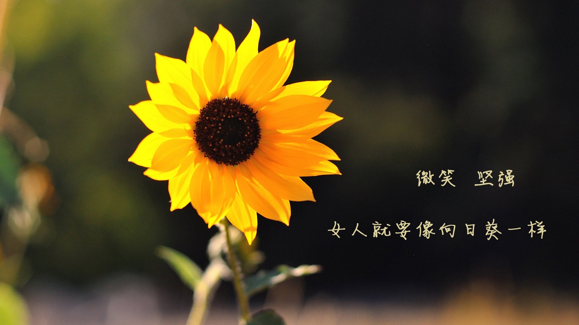 阳光下的权杖更迭，当太阳带走旧主，新王于压力中加冕