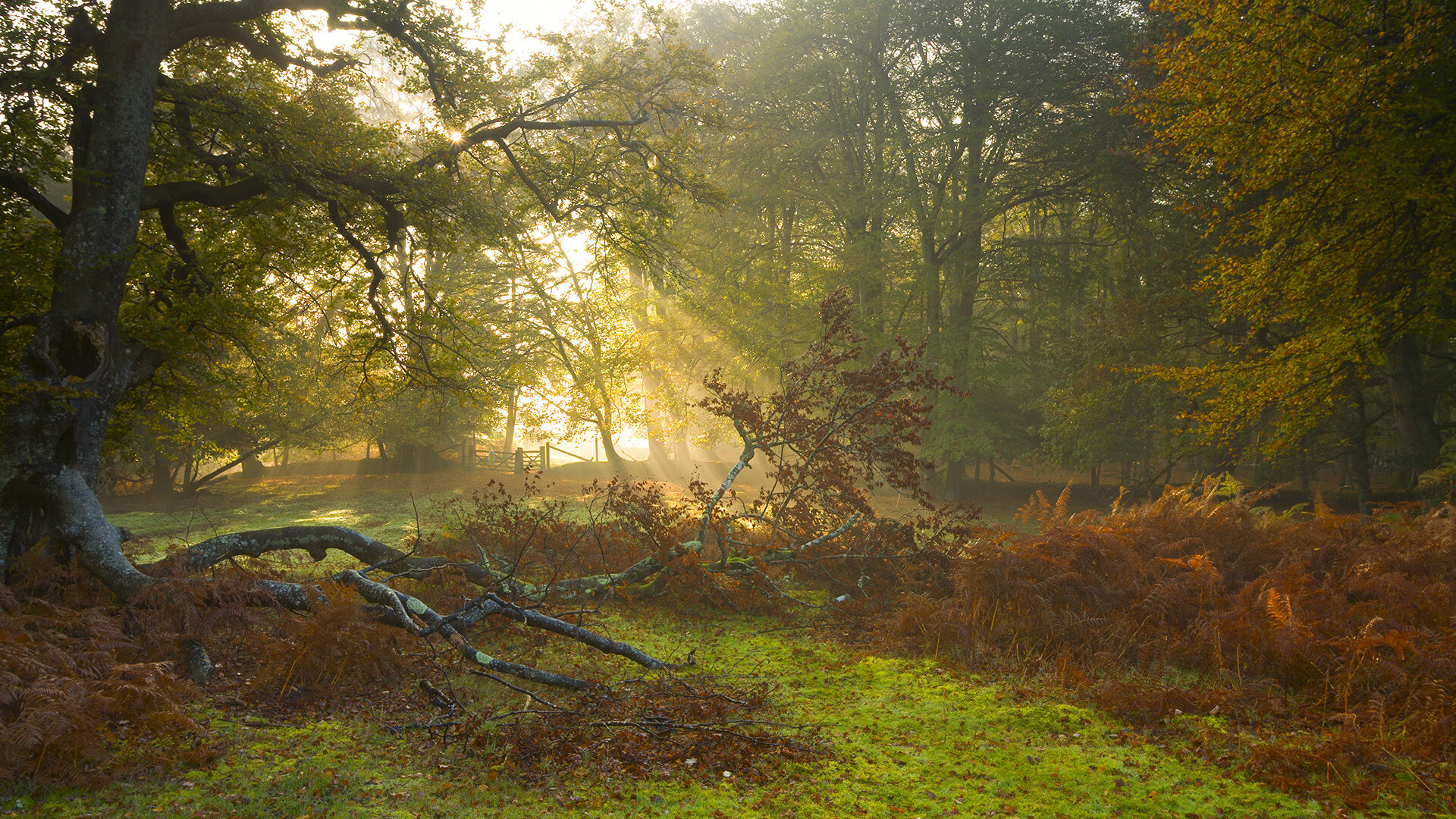 哈利伯顿爆发,那束穿透魔术迷雾的团队之光
