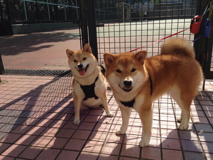 关键先生与天才风暴，当哈登的智慧点亮奇才的狂想