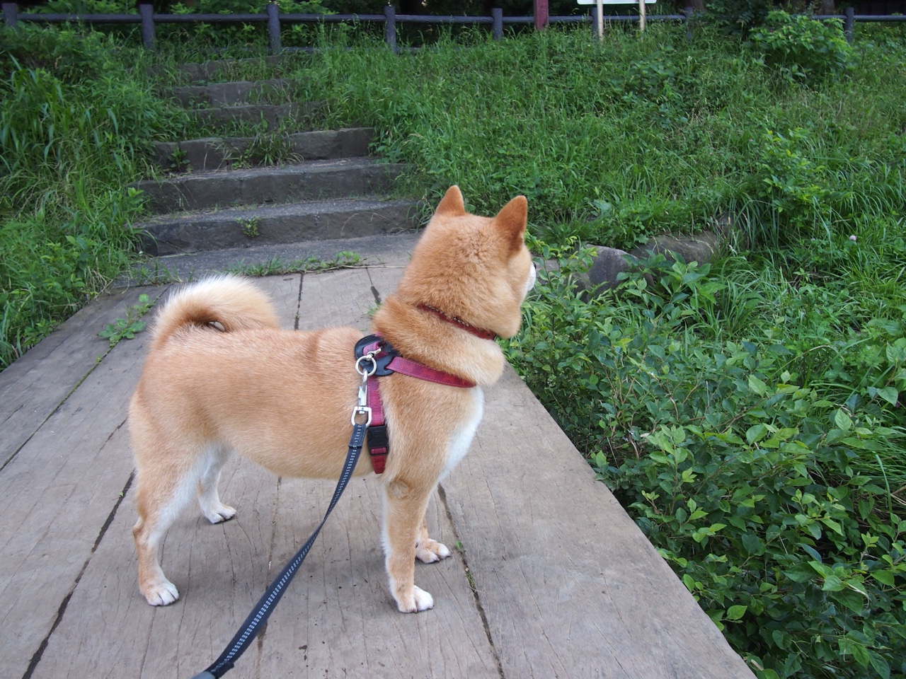 剑未出鞘的武士与沉默的军团，当C罗爆发遇上塞内加尔的胜利寓言