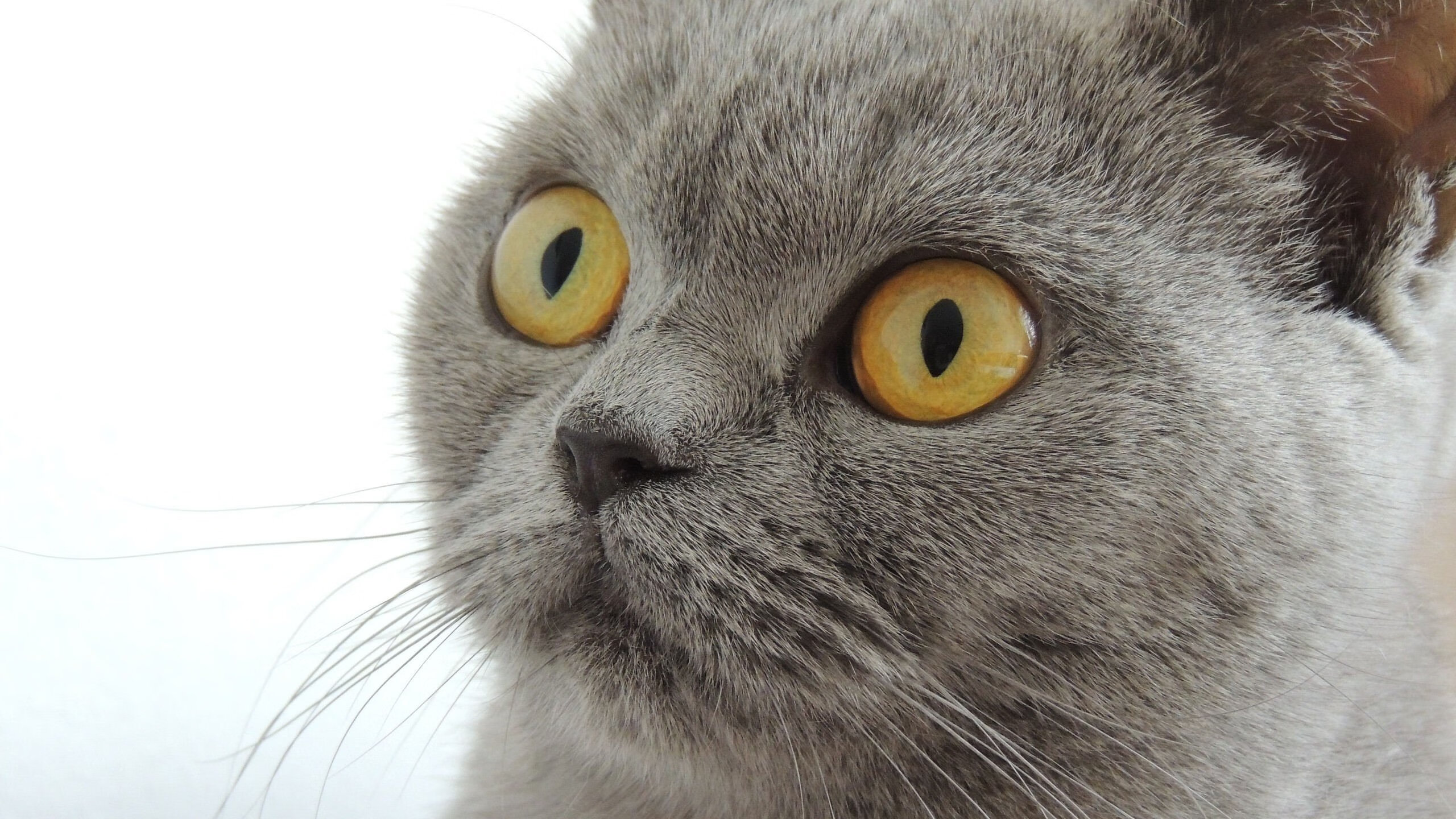 双线焦点，F1巴林夜战硝烟未散，活塞决胜局绝地逆转骑士