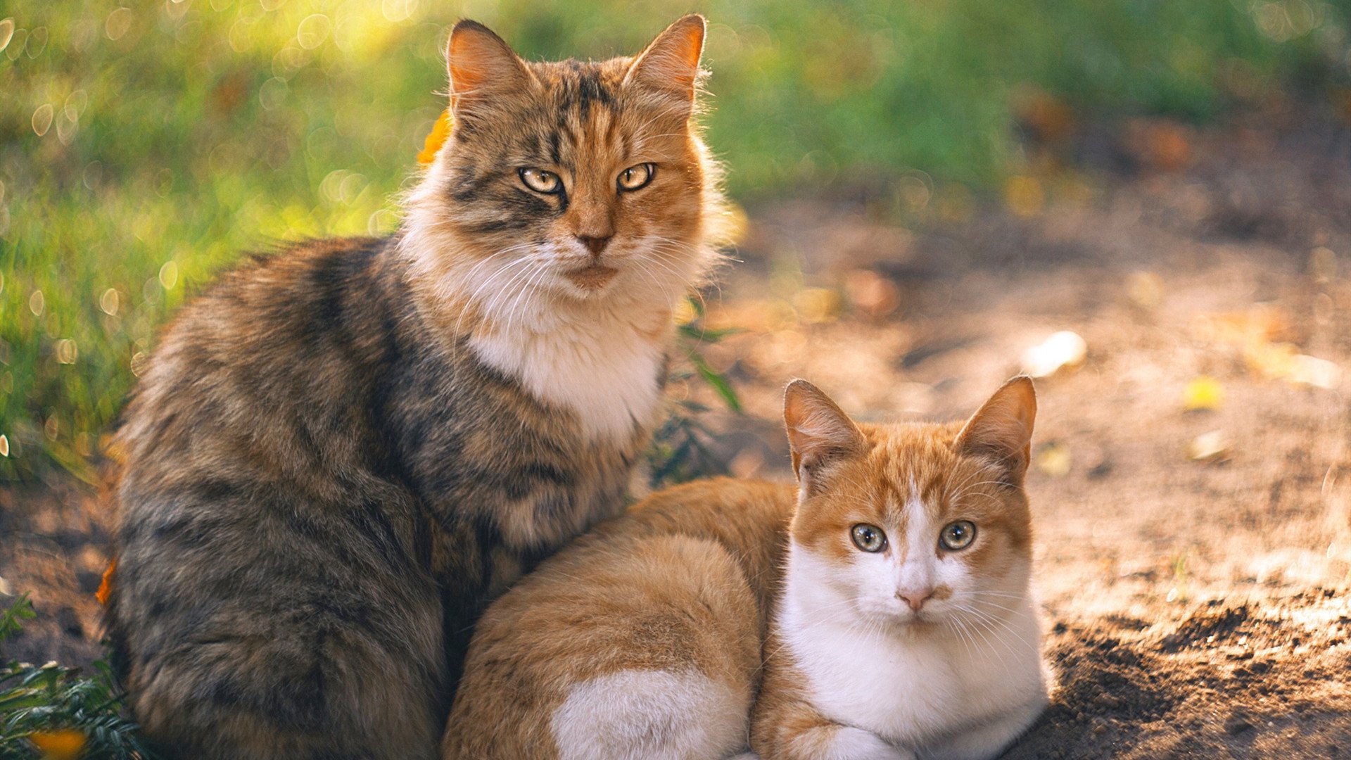 马赛掀翻克罗地亚,黑马奔腾,阿克扛起全队前行